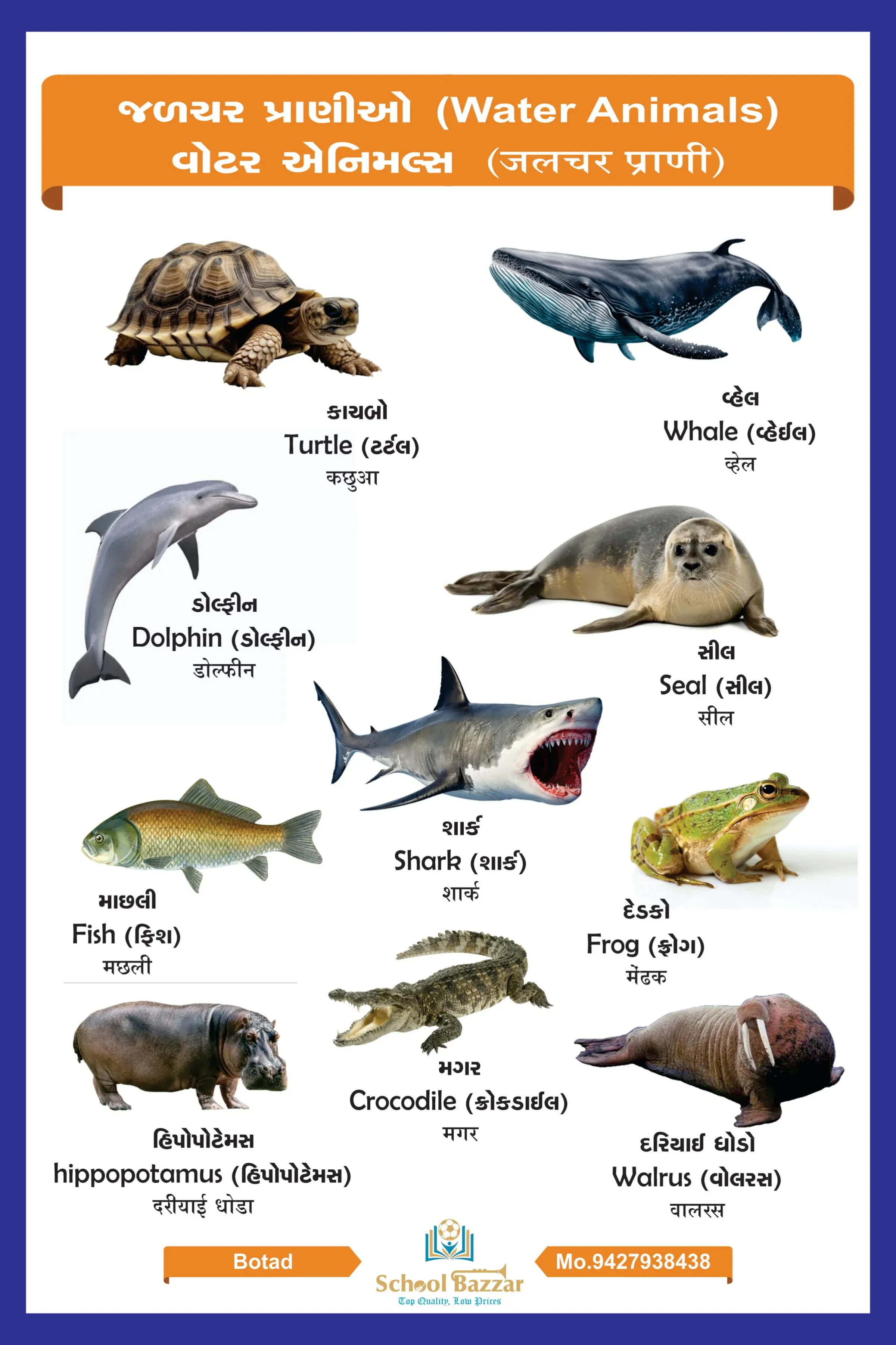 Water Animals Chart With lamination (50 x 70 cm) Wall Chart